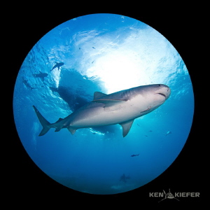 Emma, a large tiger shark cruises beneath the dive boat, ... by Ken Kiefer 